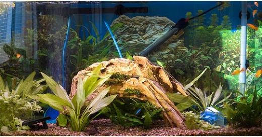 naples fl fishtank ro